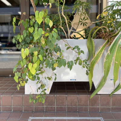 プランターボトム